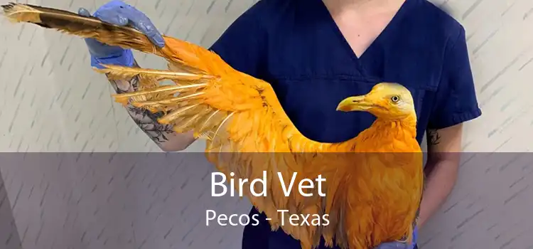 Bird Vet Pecos - Texas