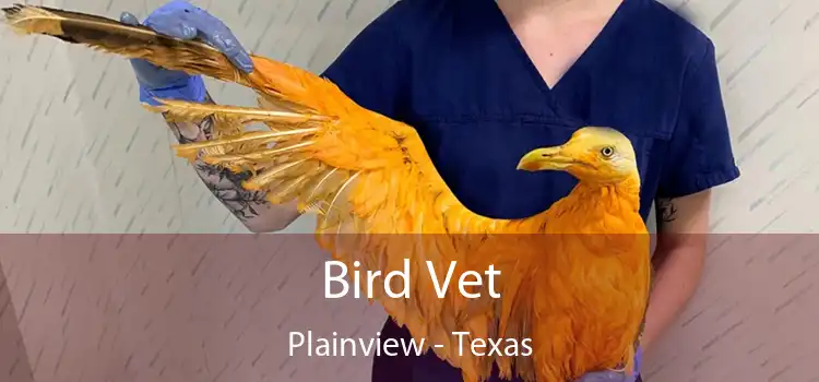 Bird Vet Plainview - Texas