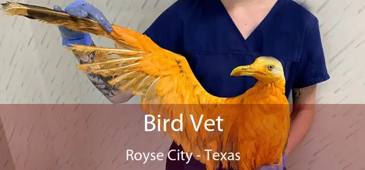 Bird Vet Royse City - Texas