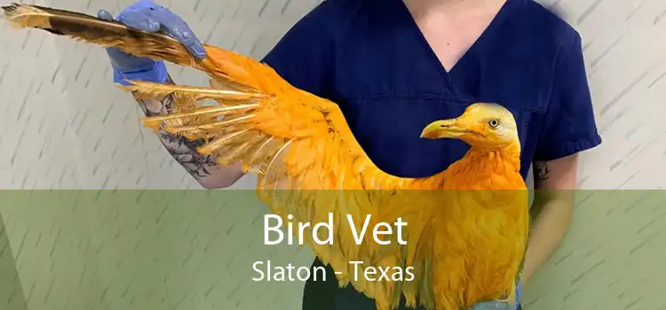 Bird Vet Slaton - Texas