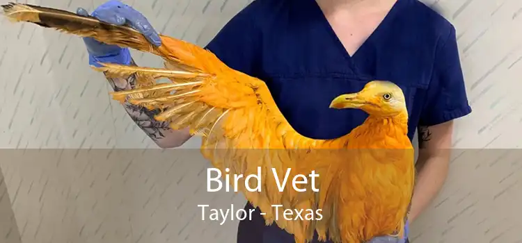 Bird Vet Taylor - Texas
