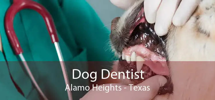 Dog Dentist Alamo Heights - Texas
