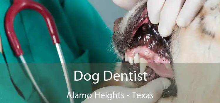 Dog Dentist Alamo Heights - Texas