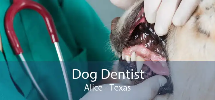 Dog Dentist Alice - Texas