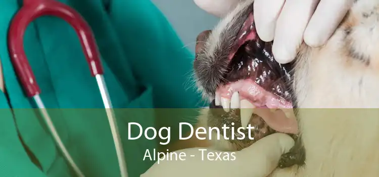 Dog Dentist Alpine - Texas