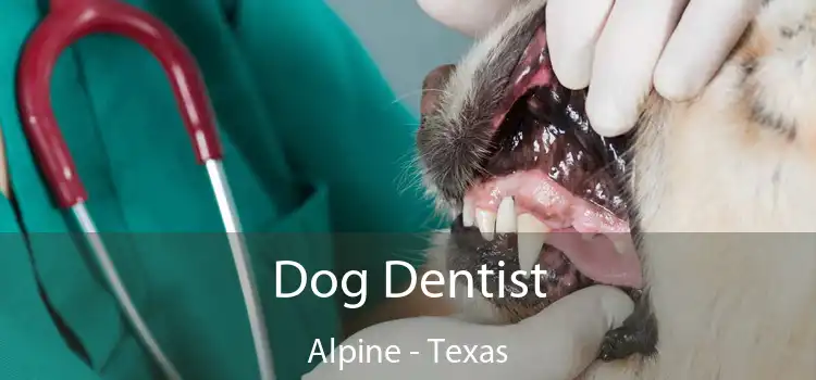 Dog Dentist Alpine - Texas