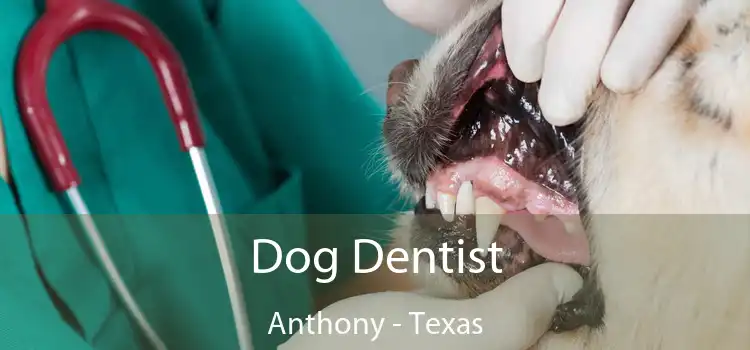 Dog Dentist Anthony - Texas