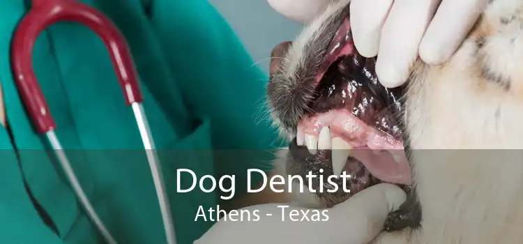Dog Dentist Athens - Texas