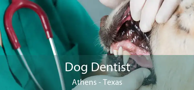 Dog Dentist Athens - Texas