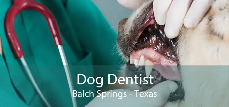 Dog Dentist Balch Springs - Texas