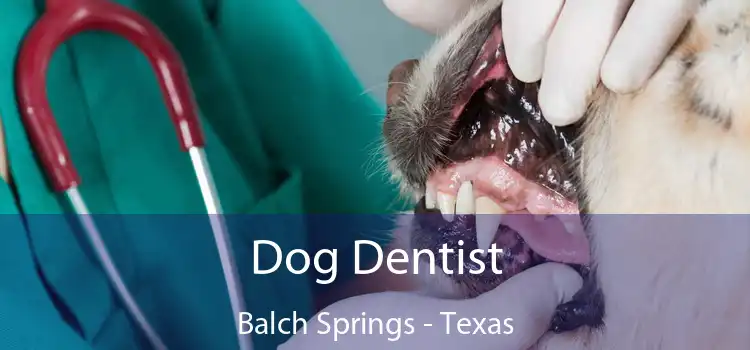 Dog Dentist Balch Springs - Texas