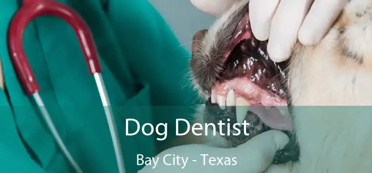 Dog Dentist Bay City - Texas