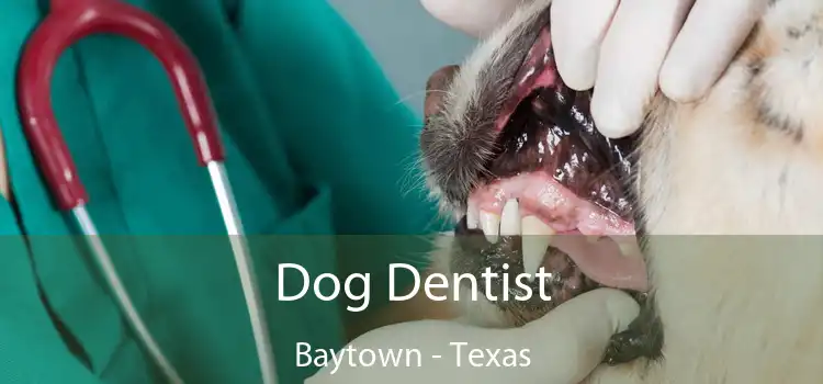 Dog Dentist Baytown - Texas