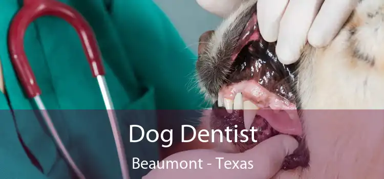 Dog Dentist Beaumont - Texas