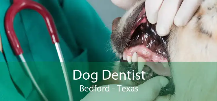 Dog Dentist Bedford - Texas