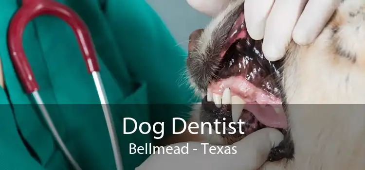Dog Dentist Bellmead - Texas