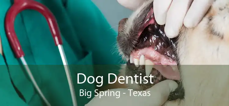 Dog Dentist Big Spring - Texas