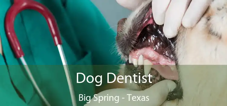 Dog Dentist Big Spring - Texas