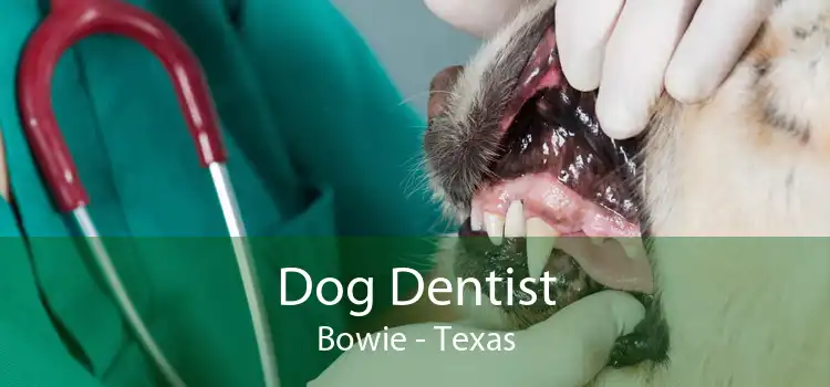 Dog Dentist Bowie - Texas