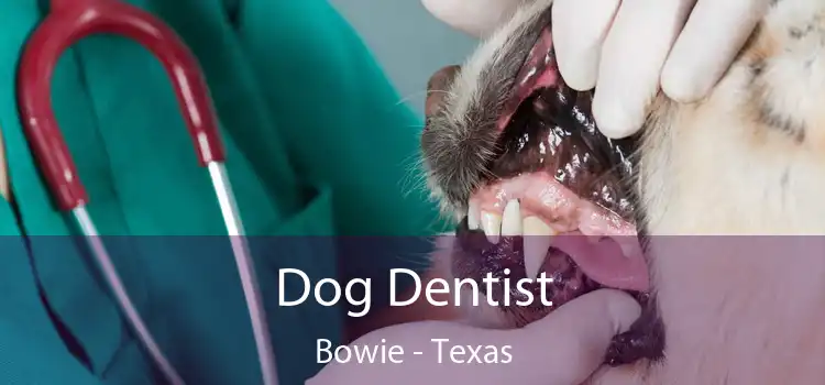 Dog Dentist Bowie - Texas