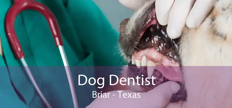 Dog Dentist Briar - Texas
