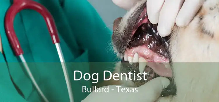 Dog Dentist Bullard - Texas