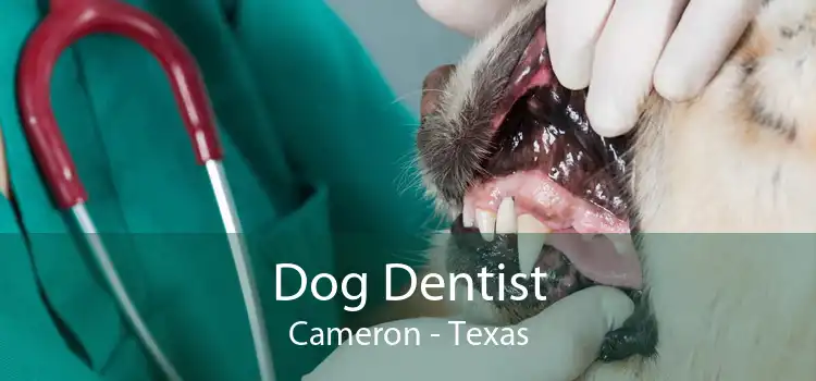 Dog Dentist Cameron - Texas