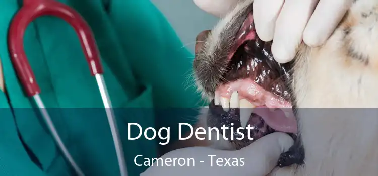 Dog Dentist Cameron - Texas