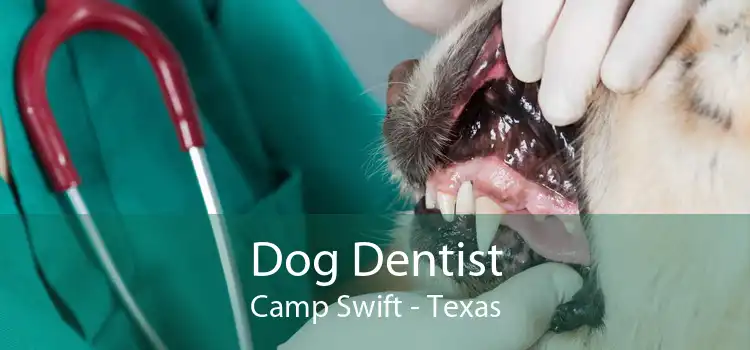 Dog Dentist Camp Swift - Texas