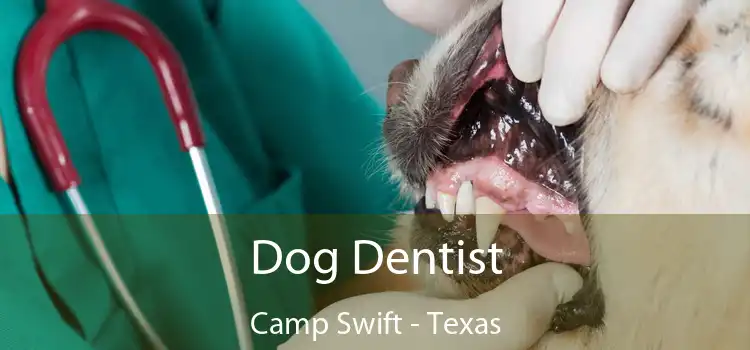 Dog Dentist Camp Swift - Texas