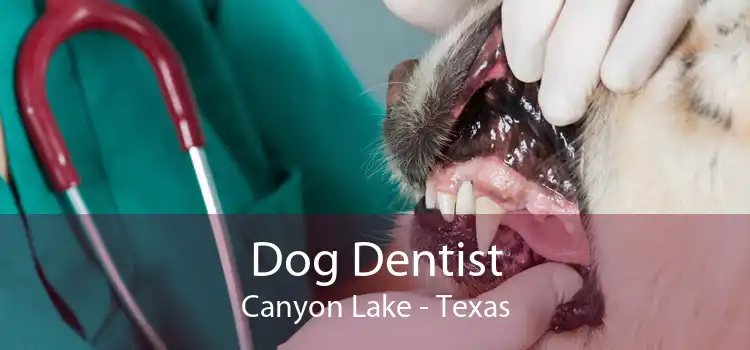 Dog Dentist Canyon Lake - Texas