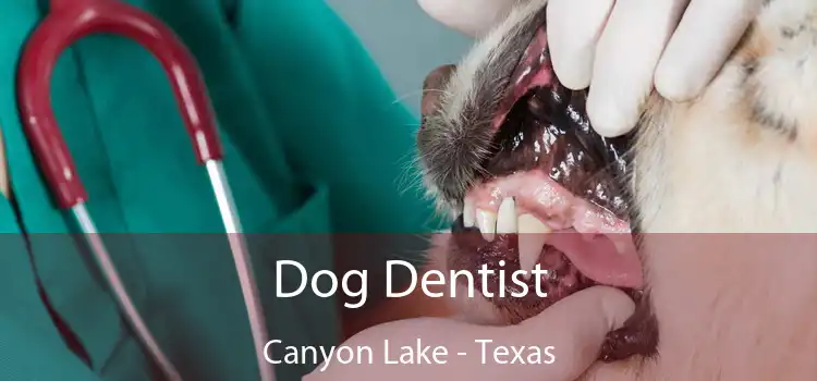 Dog Dentist Canyon Lake - Texas