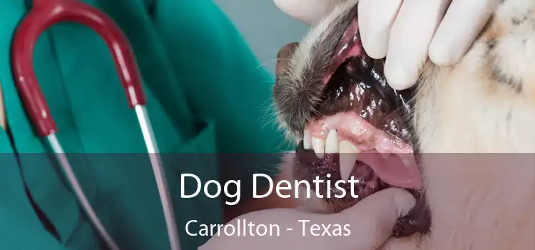 Dog Dentist Carrollton - Texas