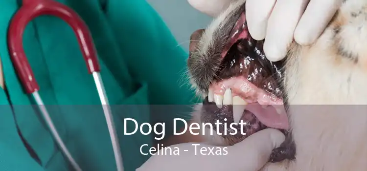 Dog Dentist Celina - Texas
