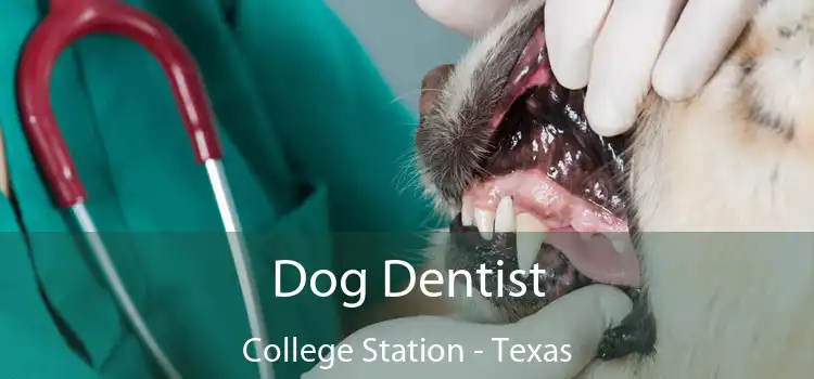 Dog Dentist College Station - Texas