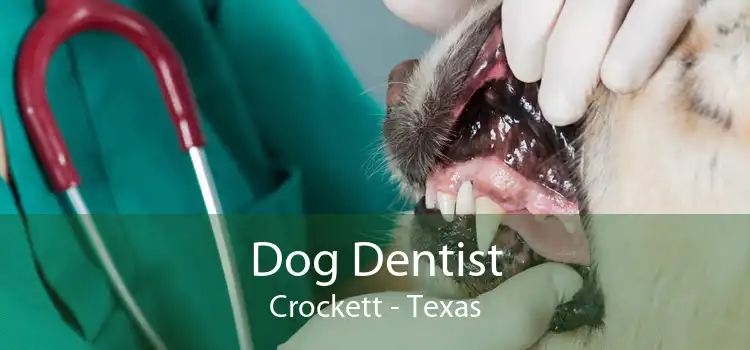 Dog Dentist Crockett - Texas