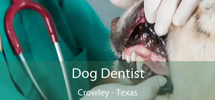 Dog Dentist Crowley - Texas