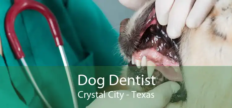 Dog Dentist Crystal City - Texas