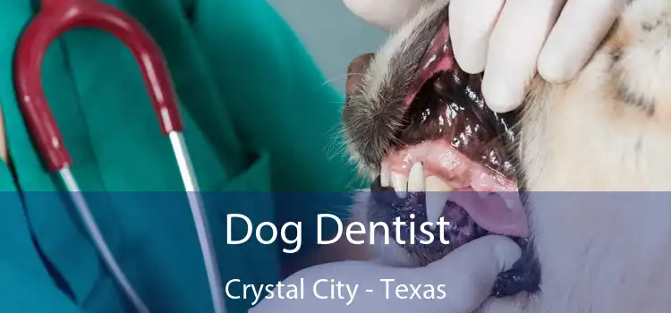 Dog Dentist Crystal City - Texas