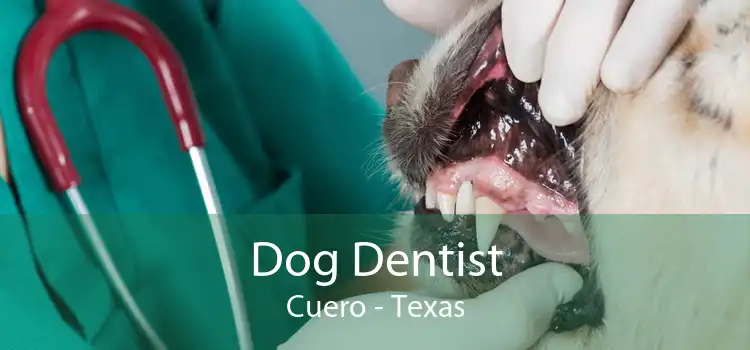 Dog Dentist Cuero - Texas
