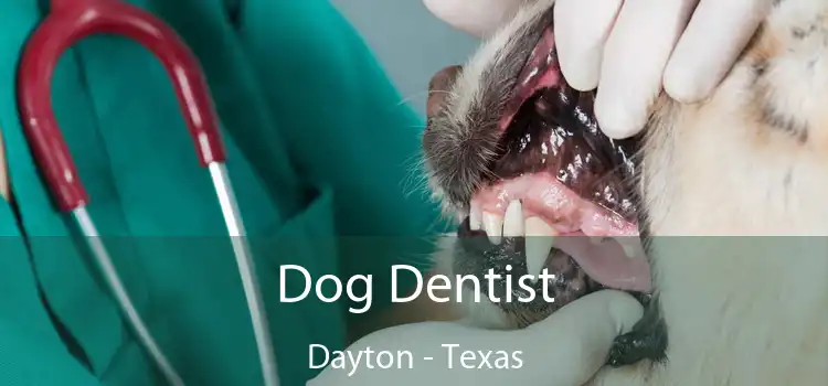 Dog Dentist Dayton - Texas