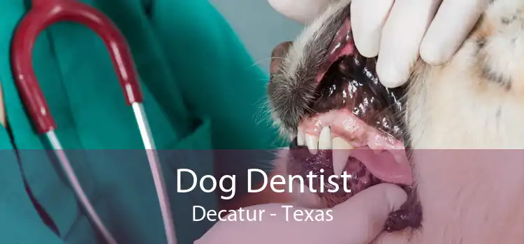 Dog Dentist Decatur - Texas
