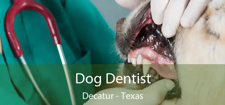 Dog Dentist Decatur - Texas