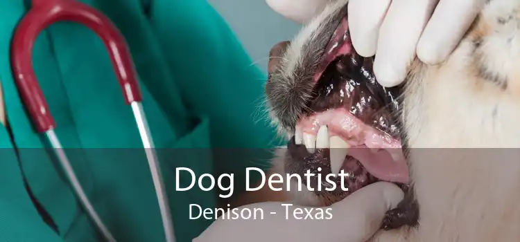 Dog Dentist Denison - Texas