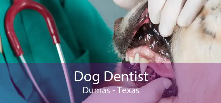 Dog Dentist Dumas - Texas