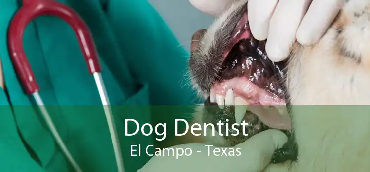 Dog Dentist El Campo - Texas
