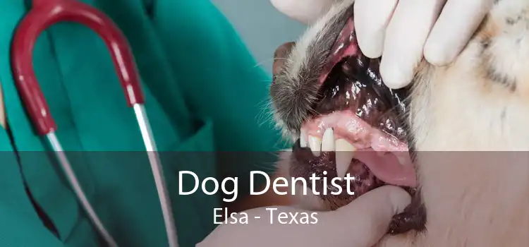 Dog Dentist Elsa - Texas