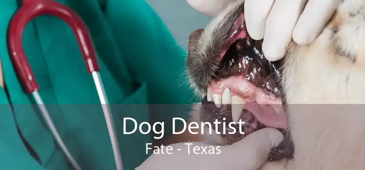 Dog Dentist Fate - Texas