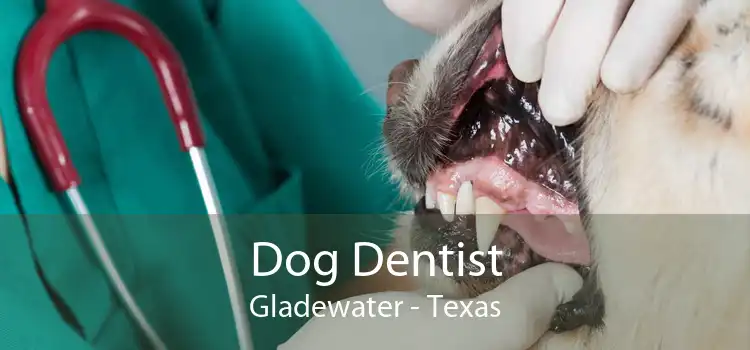 Dog Dentist Gladewater - Texas