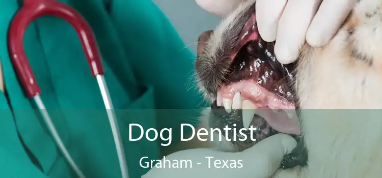 Dog Dentist Graham - Texas